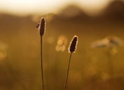 PUISI – Safri Dani: Menanti Senja Menjelang dll