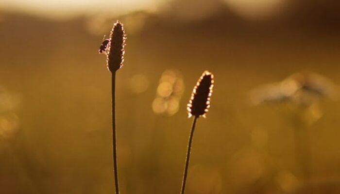 PUISI – Safri Dani: Menanti Senja Menjelang dll