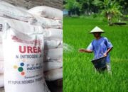 Ketersedian Pupuk Bersubsidi Sumbar Hanya 38,8 Persen