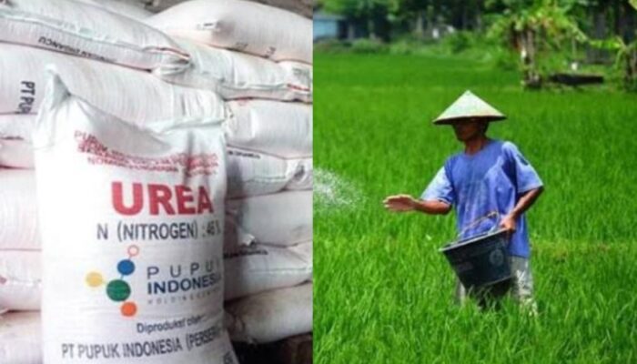 Ketersedian Pupuk Bersubsidi Sumbar Hanya 38,8 Persen