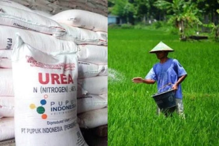 Ilustrasi Pupuk Subsidi. IST