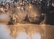 Bupati Eka Putra: Alek Pacu Jawi Iven Pariwisata Kebanggaan Tanah Datar