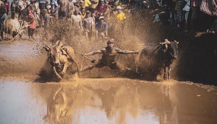 GALERI FOTO: Alek Nagari Pacu Jawi di Sungai Tarab Kabupaten Tanah Datar