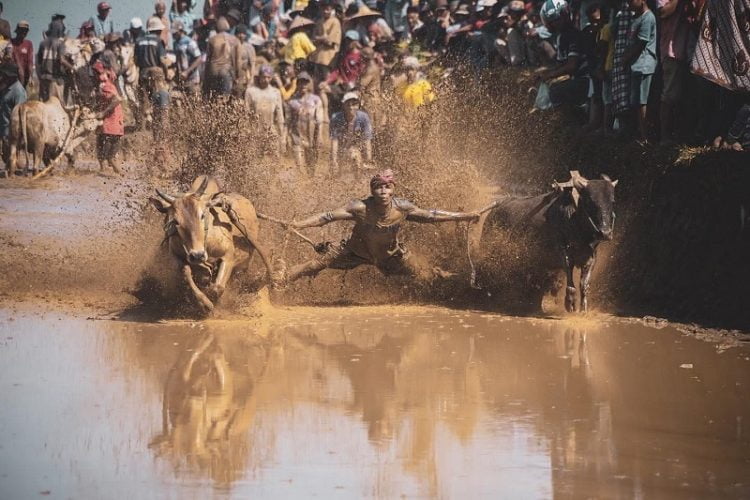 Pacu Jawi, pesta pemuda di Nagari Sungai Tarab, Kabupaten Tanah Datar, Sumatera Barat.