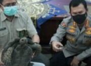 Ratusan Ekor Satwa Dilindungi Diamankan Polda dan BKSDA Sumbar