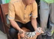 Ngeriiiiiii… Asyik Belajar, Harimau Masuk ke dalam Kelas SMAN 1 Koto Baru