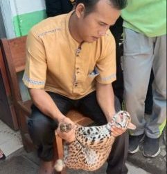 Ngeriiiiiii… Asyik Belajar, Harimau Masuk ke dalam Kelas SMAN 1 Koto Baru