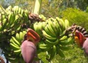 Heboh! Pisang Pak Jahri Berbuah Tanpa Pohon