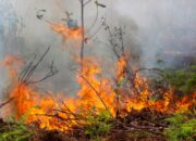 Dishut: Terpantau Peningkatan Titik Panas di Sumbar