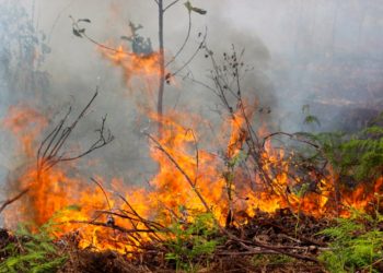 kebakaran hutan