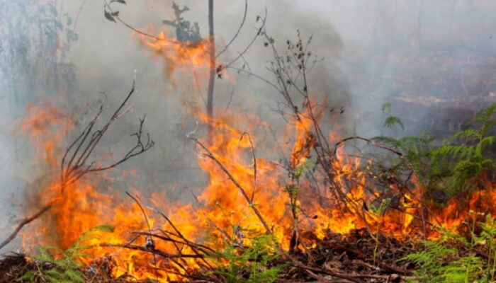 Dishut: Terpantau Peningkatan Titik Panas di Sumbar