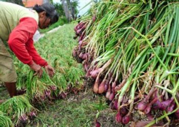 BRIN akan Transfer Teknologi Pangan dan Pertanian untuk Sumbar