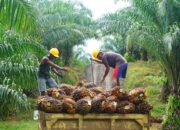 Besok! Petani Sawit se-Indonesia Serentak Gelar Demonstrasi, Termasuk di Sumbar