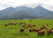 Wabah PMK, BPTU Padang Mengatas Ditutup Sementara