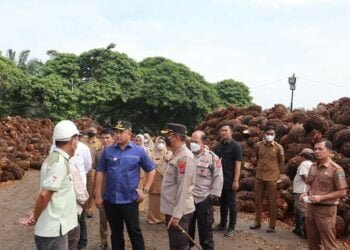 Petani Sawit Dharmasraya Batal Demo, Tiba-tiba Bupati Sutan Riska Sidak Pabrik Kelapa Sawit!