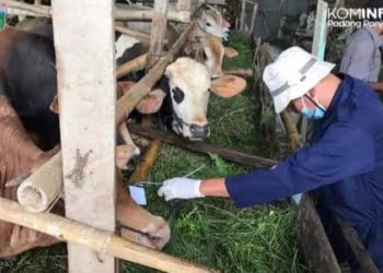 Padang Panjang Masih Steril Kasus PMK Ternak, Warga Diminta Proaktif