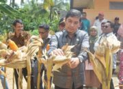 Tingkatkan Produksi Jagung, Walikota Sawahlunto Bantu Petani Bibit dan Alsintan