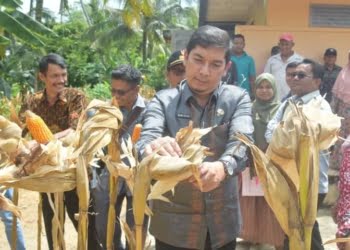 Tingkatkan Produksi Jagung, Walikota Sawahlunto Bantu Petani Bibit dan Alsintan
