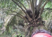 Aneh! Kelapa Sawit Ini Tumbuh Subur di Pohon Kayu Tua yang Sudah Mati