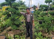 Tetapkan Harga TBS Semena-mena, Petani Sawit Dharmasraya Laporkan Pabrik Kelapa Sawit ke Penegak Hukum