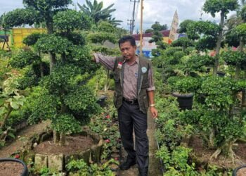 Tetapkan Harga TBS Semena-mena, Petani Sawit Dharmasraya Laporkan Pabrik Kelapa Sawit ke Penegak Hukum