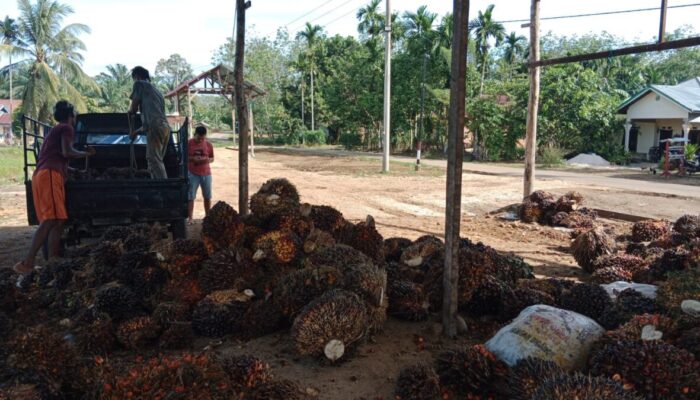 Kisruh Harga TBS di Dharmasraya Berlanjut! Sawit Petani Mulai Menumpuk, karena Tak Dibeli Pabrik