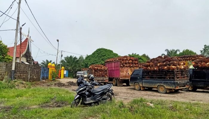 Keluhan Petani Sawit Tak Kunjung Direspon DPRD Dharmasraya, Kekhawatiran Pun Terjadi!