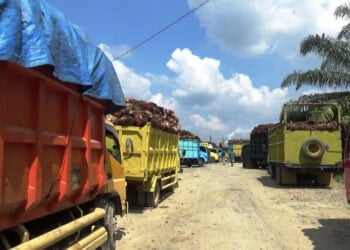 Kecewa dengan Bupati dan Ketua DPRD, Besok Petani Sawit Dharmasraya Gelar Aksi Damai