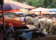 Senin Depan, Pasar Ternak Muaro Paneh Kembali Dibuka