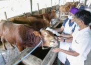 Sumbar Tolak Hewan Ternak dari Daerah Terpapar Kasus Klinis PMK
