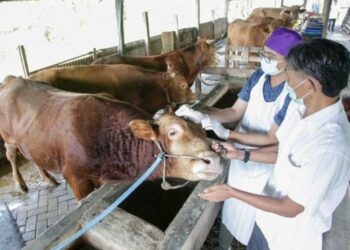 Sumbar Tolak Hewan Ternak dari Daerah Terpapar Kasus Klinis PMK