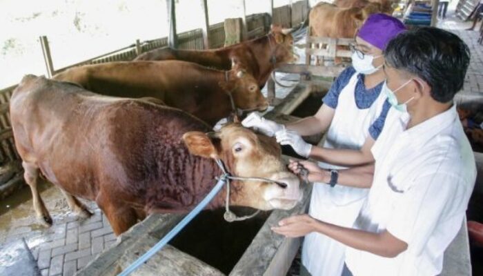 Sumbar Tolak Hewan Ternak dari Daerah Terpapar Kasus Klinis PMK