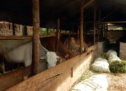 Lima Puluh Kota Kekurangan Hewan Kurban