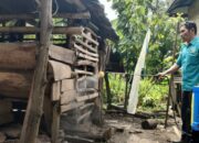 Antisipasi PMK, Dinas Ketahanan Pangan, Pertanian dan Perikanan Sawahlunto Semprot Disinfektan ke Kandang Sapi