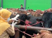 Dua Pasar  di Padang Pariaman Ditutup, 59 Ekor Hewan Terkonfirmasi Virus PMK