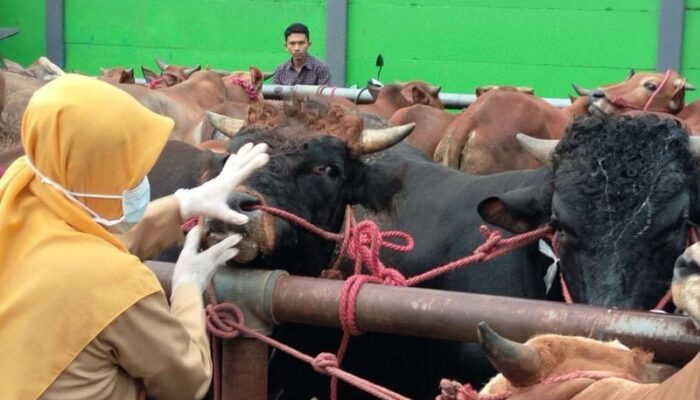 Dua Pasar  di Padang Pariaman Ditutup, 59 Ekor Hewan Terkonfirmasi Virus PMK