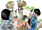 Dinas Pertanian Kota Padang Mencatat 40 Kasus Positif PMK, Kematian Nol Persen