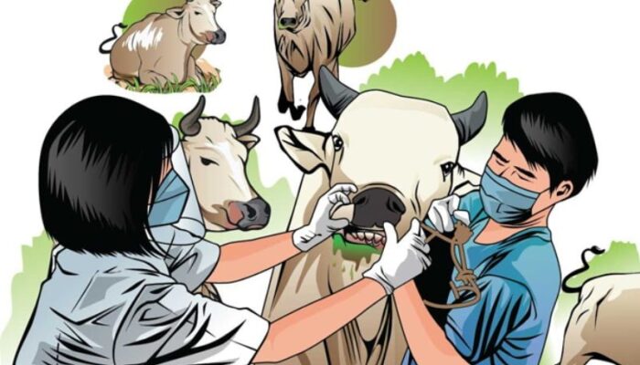 Dinas Pertanian Padang Klaim 21 Ekor Sapi Dinyatakan Sembuh