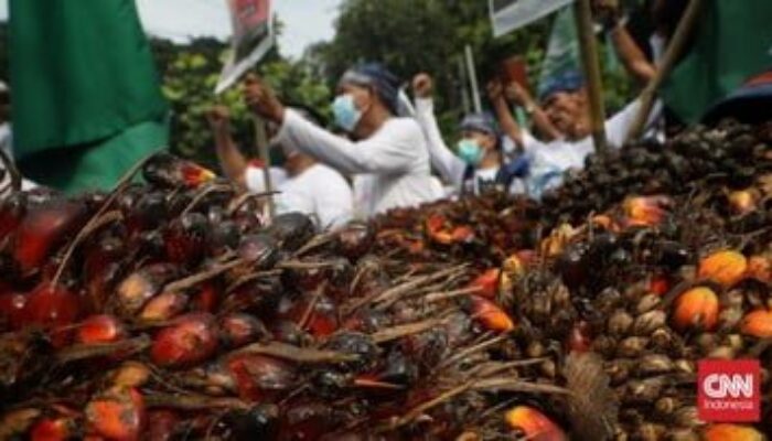 Demo Petani Sawit di Kementerian Perekonomian, Airlangga Diberi ‘Oleh-oleh’ Setumpuk Sawit Tak Laku