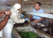 Minggu Ini Ditargetkan 500 Ekor Sapi di Padang Akan Divaksinasi PMK