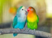 Burung-burung Lovebird se-Sumatera akan Beradu Cantik dan Merdu di Baramas Cup