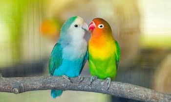 Burung-burung Lovebird se-Sumatera akan Beradu Cantik dan Merdu di Baramas Cup