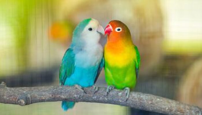 Burung-burung Lovebird se-Sumatera akan Beradu Cantik dan Merdu di Baramas Cup