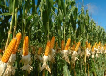 Kabupaten Pasaman Barat melalui Dinas Tanaman Pangan dan Hortikultura menargetkan produksi jagung selama 2025 mencapai 223.236 ton