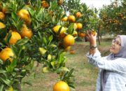 Bupati Safaruddin Tantang PPL Naikkan Produksi Pertanian Limapuluh Kota