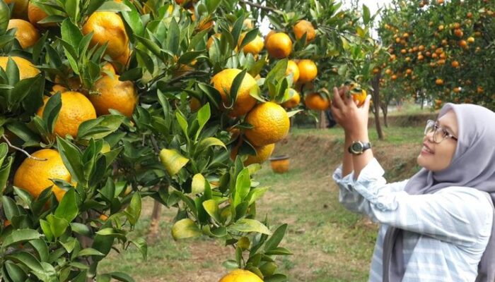 Bupati Safaruddin Tantang PPL Naikkan Produksi Pertanian Limapuluh Kota