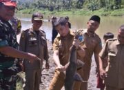 Walikota Sawahlunto Kagum dengan Hasil Panen Ikan di Sungai Lubuk Larangan Desa Talawi
