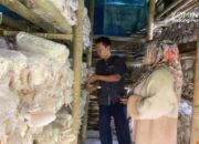 Sempat Gagal, Kini Usaha Saung Jamur Hari Hasilkan Omzet Puluhan Juta Rupiah