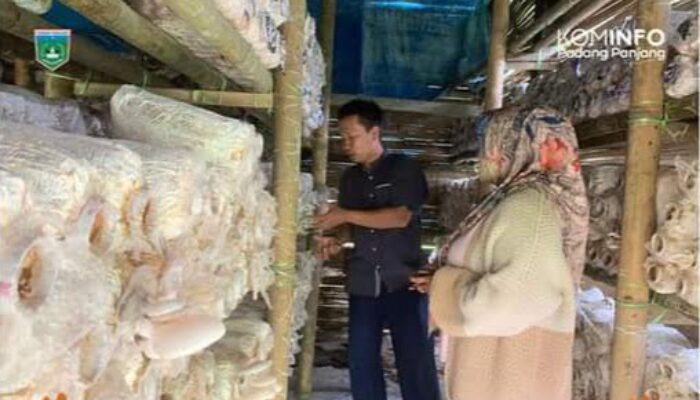 Sempat Gagal, Kini Usaha Saung Jamur Hari Hasilkan Omzet Puluhan Juta Rupiah