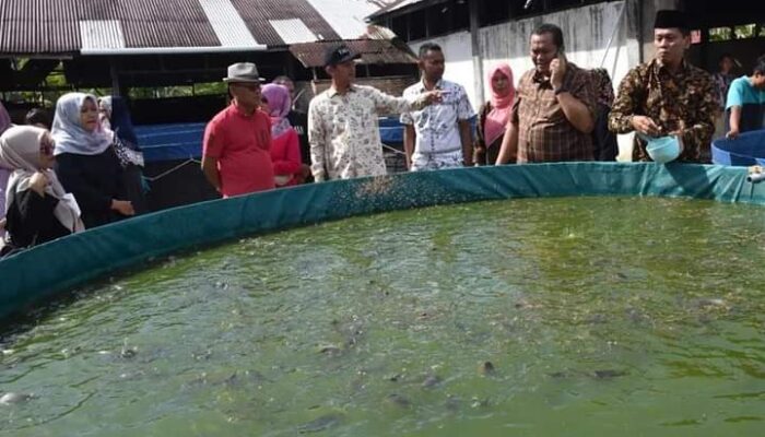 Lele Hasil Budidaya Pokdakan Cincau Desa Cubadak Aia Pariaman Tembus Pasar Provinsi Tetangga